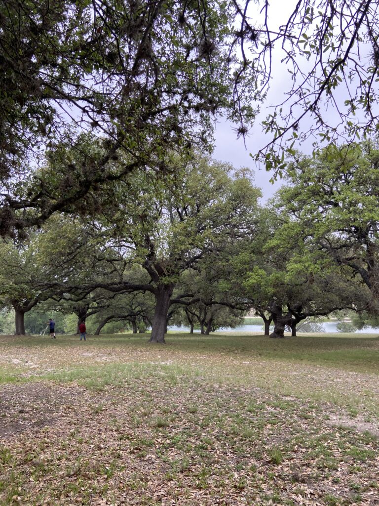 Large live oak trees spreading over a leaf-covered lawn, with a lake visible through the trunks and two people walking under a cloudy sky